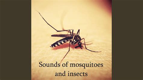 呼唤蚊子的声音