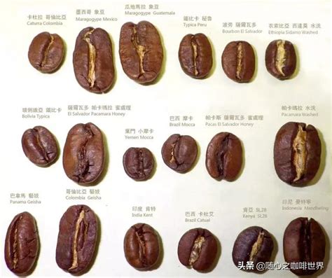 咖啡分级的中国标准