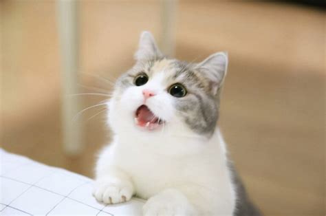 哪种动物的叫声跟猫咪相似