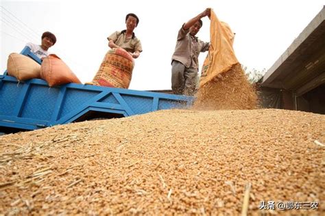 商丘今日小麦多少钱一斤