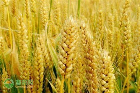 商丘小麦价格今天多少钱一斤
