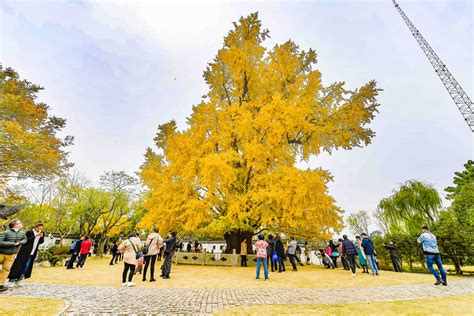 商丘市三千年银杏树