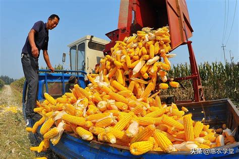 商丘玉米多少钱一斤最新报价