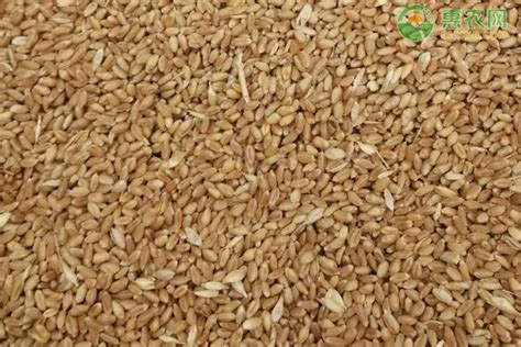商丘的小麦今日多少钱一斤