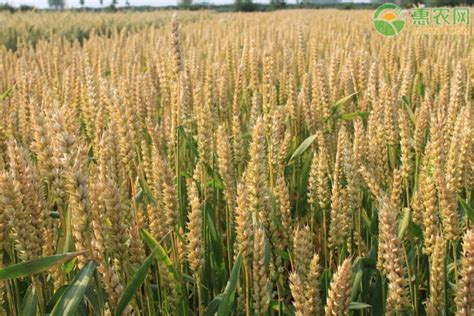 商丘的小麦价格多少钱一斤现在