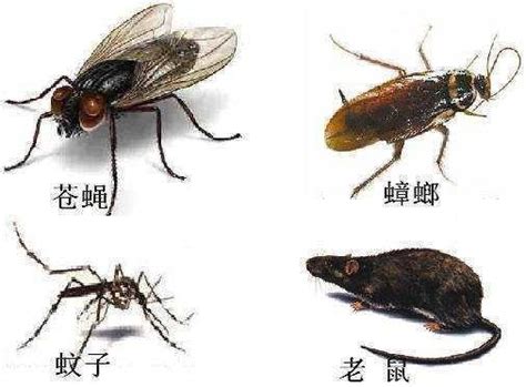 四大害虫都是哪四种