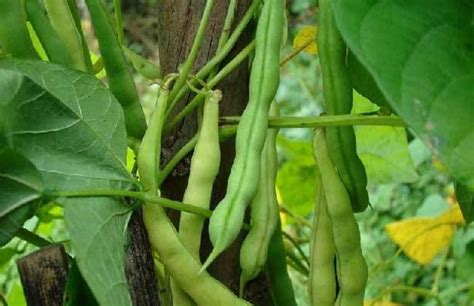 四季豆种植技术全过程