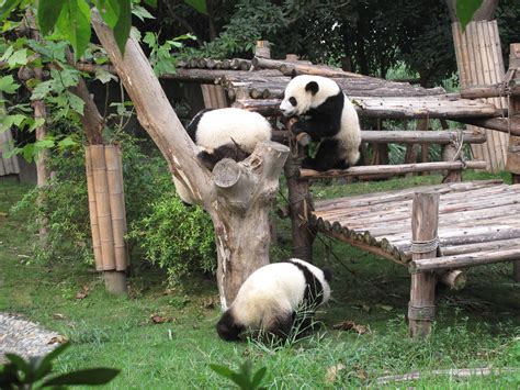 四川哪个熊猫基地好玩