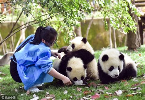四川大熊猫饲养员招聘信息