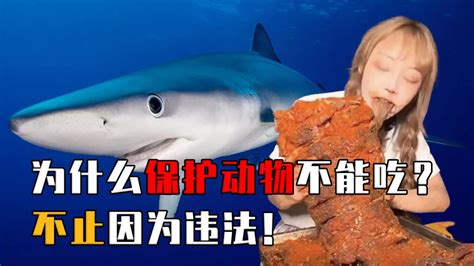 四川某网红吃大白鲨