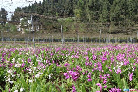 四川药材花卉种植基地有哪些