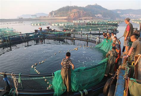 四川高密度黑鱼养殖周期