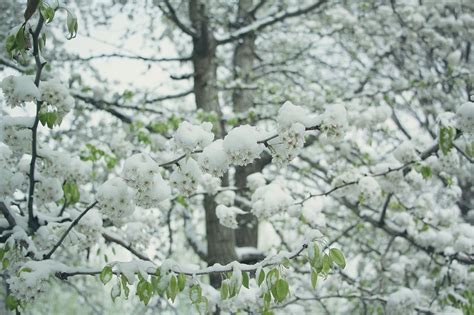 四月雪是什么植物