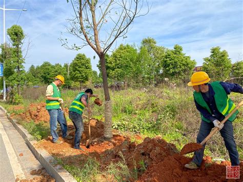 园林工程绿化与养护管理案例