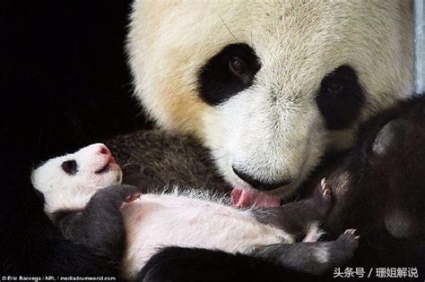 国外熊猫宝宝回国瞬间