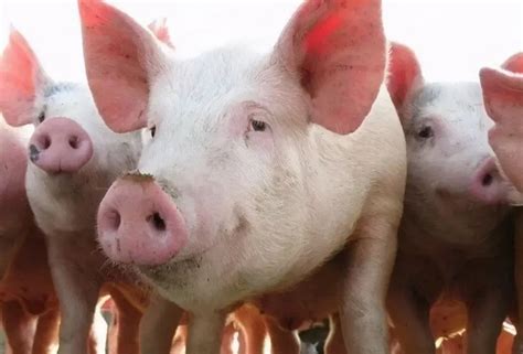 国家畜牧局对猪价调控