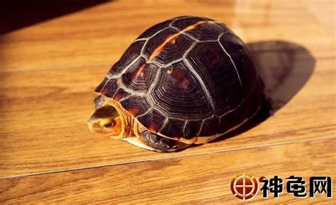 国家禁止买卖龟的品种
