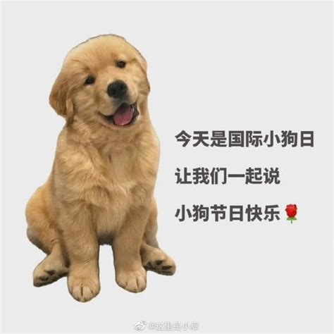 国际小狗节是几月几日中国