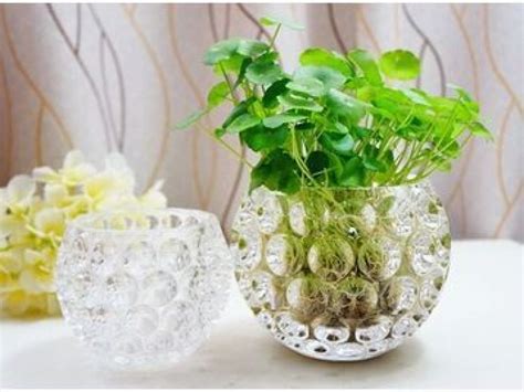 圆玻璃花盆适合养什么植物