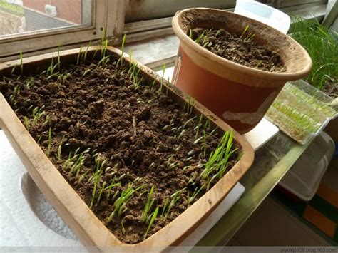 土培猫草如何种植