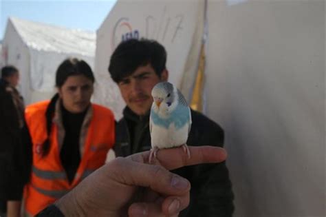 土耳其地震鹦鹉获救