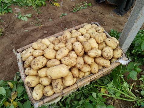 土豆如何种植好