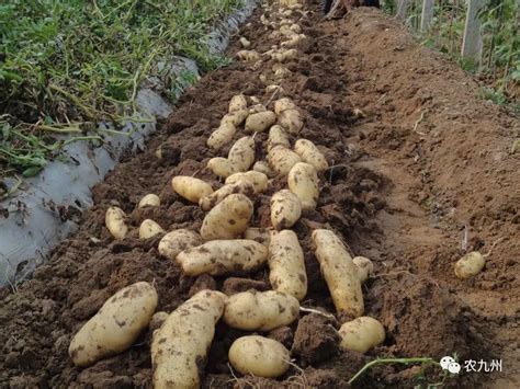 土豆种植前怎样选种催芽