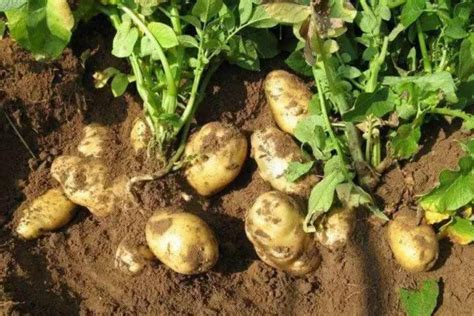 土豆种植技巧大全