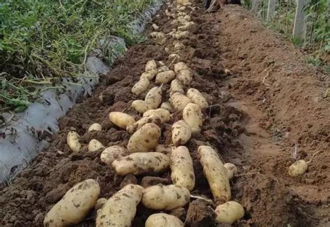 土豆种植 技术