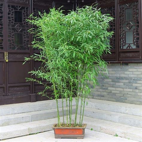 在家里种什么竹子