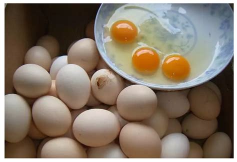 在市场如何辨认土鸡蛋