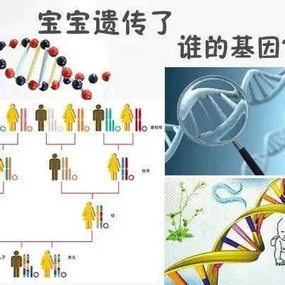 基因决定什么