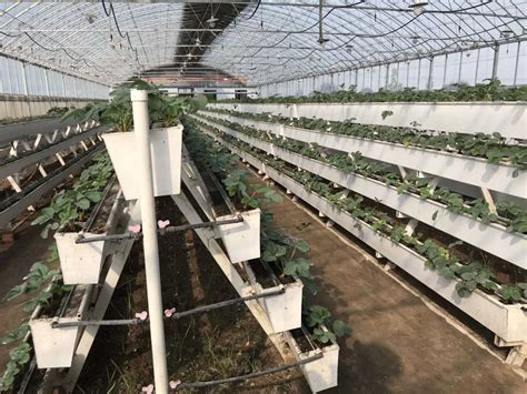 塑料草莓种植槽厂家供应
