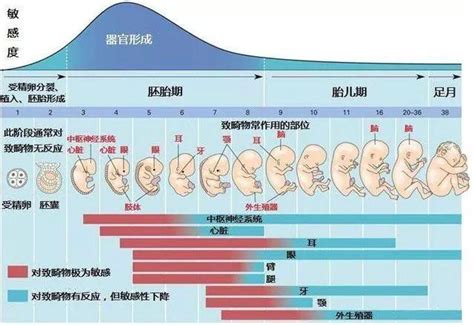 多少周的胎儿属于早产