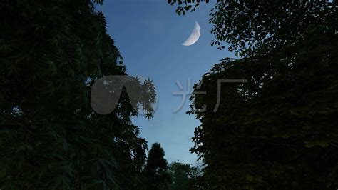 夜晚月亮树影视频素材