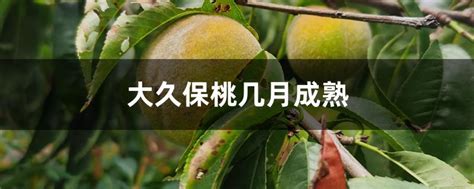 大久保桃子几月成熟