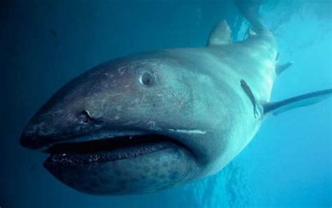 大口鲨