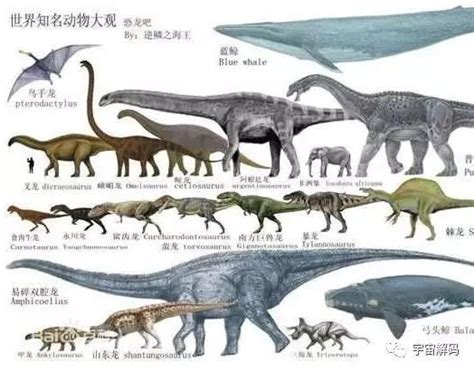 大型恐龙排行