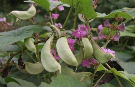 大扁豆种植方法与技术