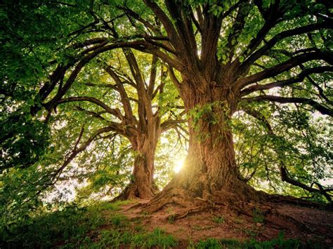 大林木是最强的木命吗