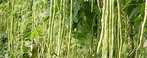 大棚早春豇豆的最佳种植时间