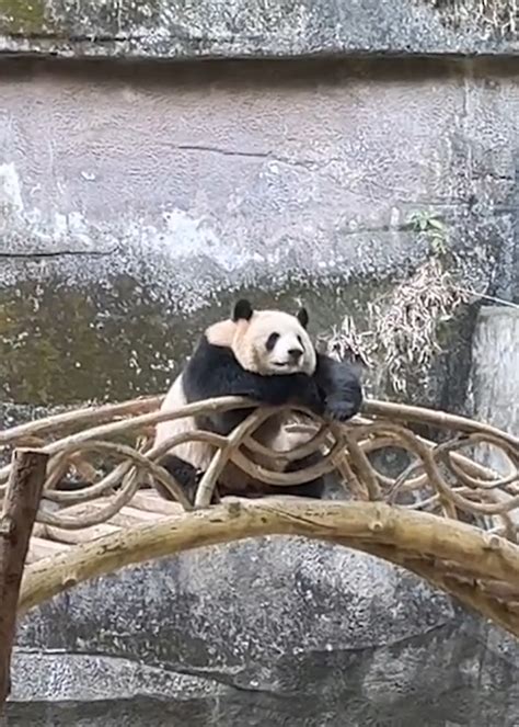 大熊猫反向参观