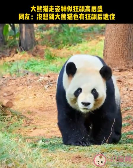 大熊猫妖娆步伐