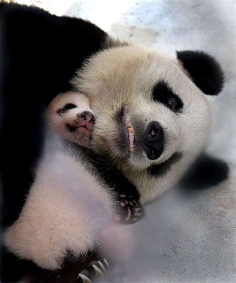 大熊猫宝新照片