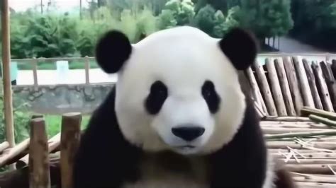 大熊猫搞笑视频集锦