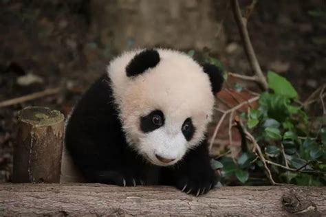 大熊猫新宝去世他爷爷有多伤心