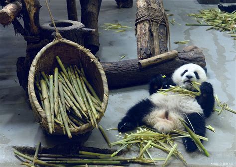 大熊猫繁育研究基地怎么去三星堆