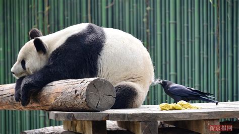 大熊猫被乌鸦抠毛