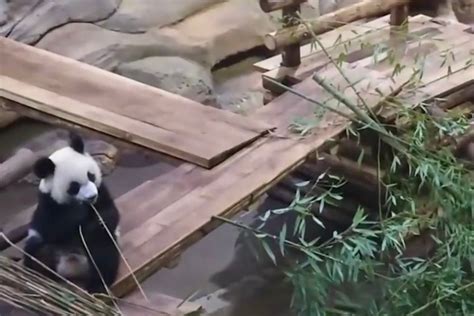 大熊猫视频笑得肚子痛