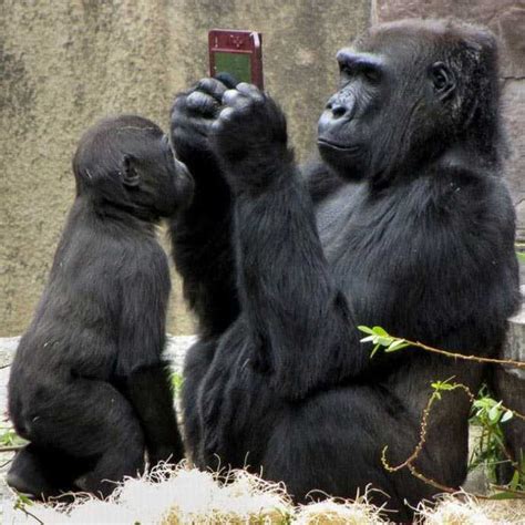 大猩猩和黑猩猩